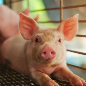立华股份5月肉猪销售收入创年内新高，盈利有望全面修复
