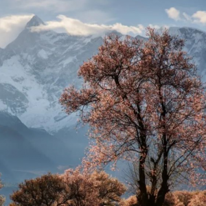 低空翱翔绘新景，林芝桃花节邂逅科技文旅新风尚
